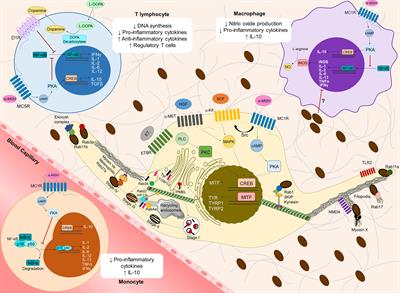 The Dark Side of Melanin Secretion in Cutaneous Melanoma Aggressiveness